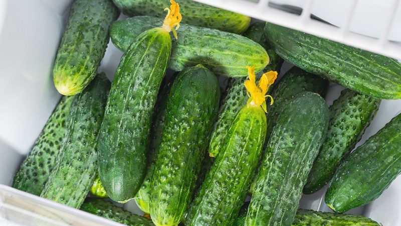 How to keep fresh cucumbers in the refrigerator for as long as possible: the best ways and tips