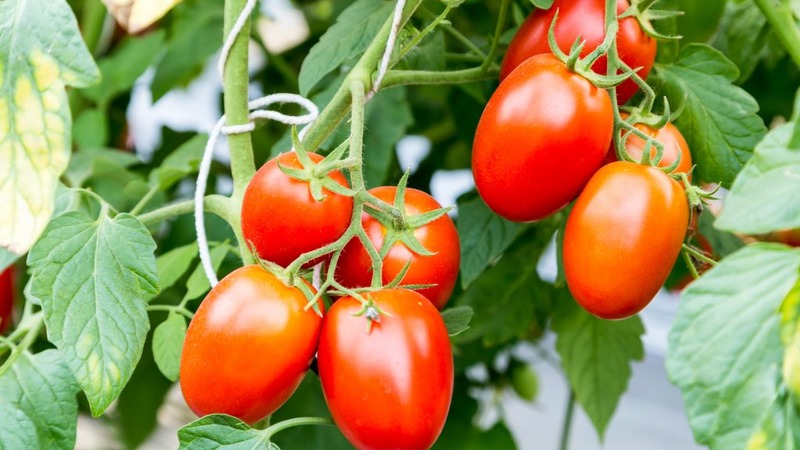 How to grow a Chio-Chio-san tomato in an open field or greenhouse: a step-by-step guide and advice from experienced summer residents