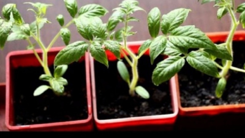 How to grow a Chio-Chio-san tomato in an open field or greenhouse: a step-by-step guide and advice from experienced summer residents