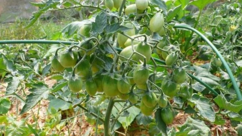 How to grow a Chio-Chio-san tomato in an open field or greenhouse: a step-by-step guide and advice from experienced summer residents