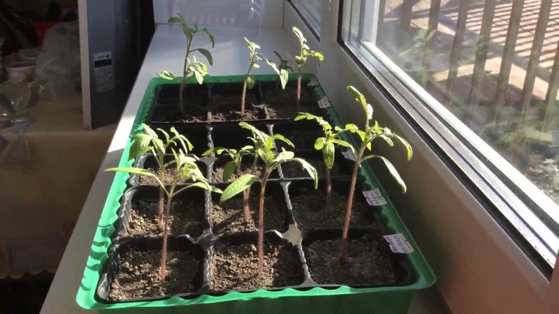 How to grow a Chio-Chio-san tomato in an open field or greenhouse: a step-by-step guide and advice from experienced summer residents