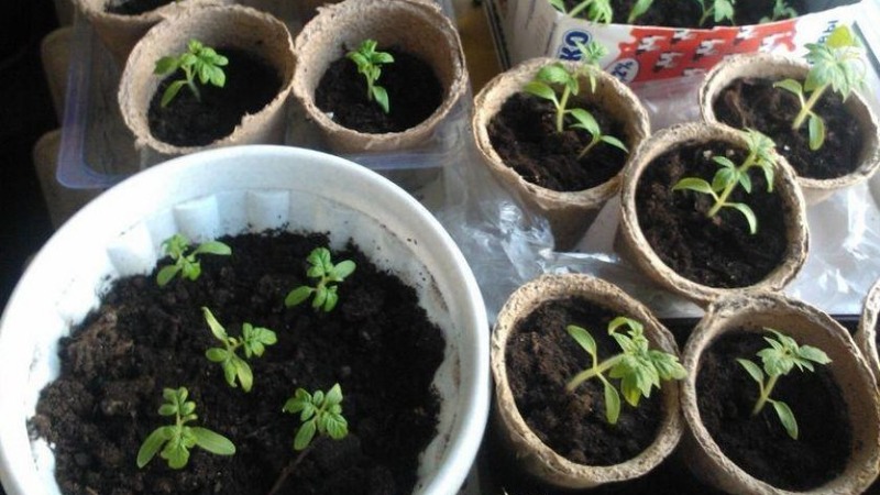 A delicious hybrid for true gourmets - the Velikosvetsky tomato: we get to know the species and try to grow it