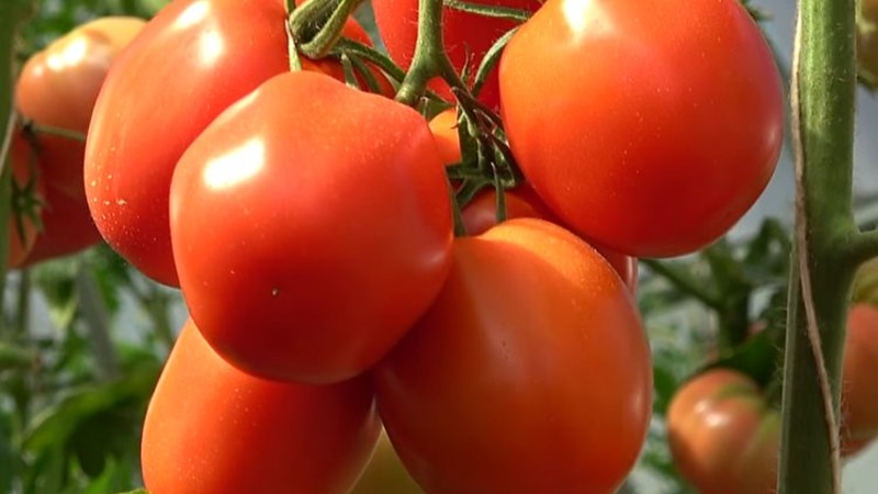 A delicious hybrid for true gourmets - the Velikosvetsky tomato: we get to know the species and try to grow it