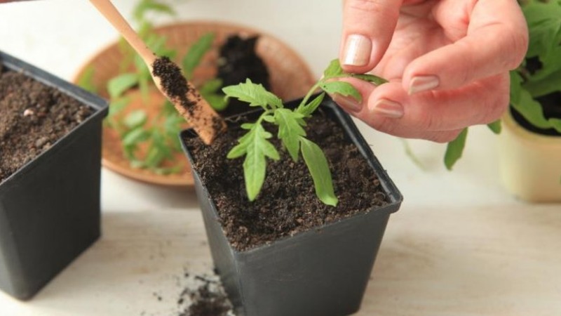 A delicious hybrid for true gourmets - the Velikosvetsky tomato: we get to know the species and try to grow it
