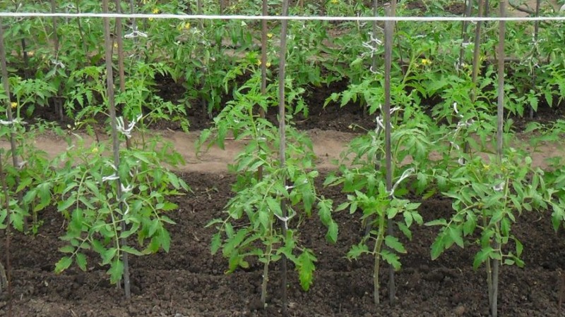 A delicious hybrid for true gourmets - the Velikosvetsky tomato: we get to know the species and try to grow it