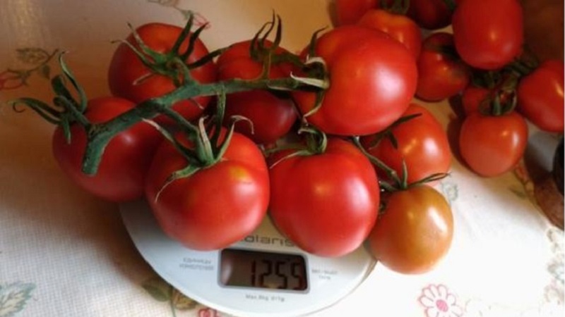 A delicious hybrid for true gourmets - the Velikosvetsky tomato: we get to know the species and try to grow it