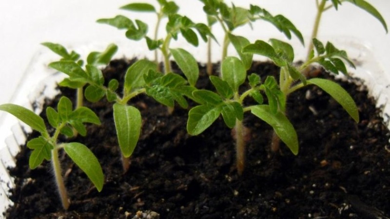 A delicious hybrid for true gourmets - the Velikosvetsky tomato: we get to know the species and try to grow it