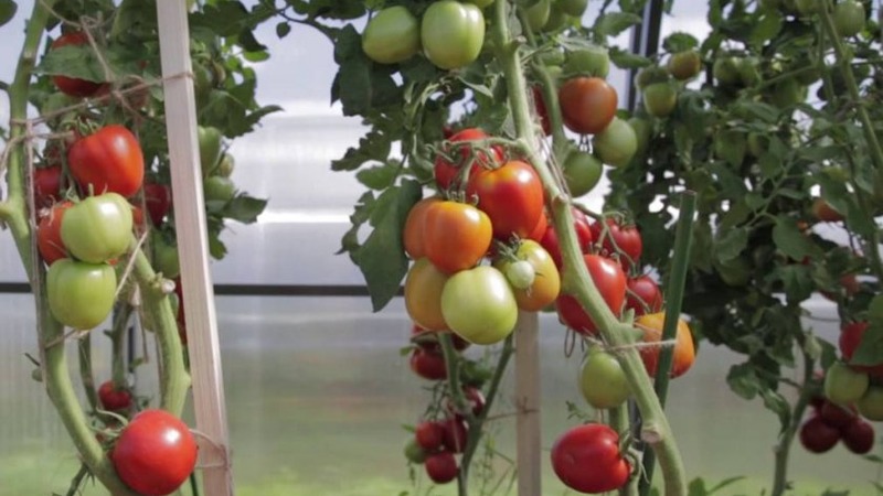 A delicious hybrid for true gourmets - the Velikosvetsky tomato: we get to know the species and try to grow it
