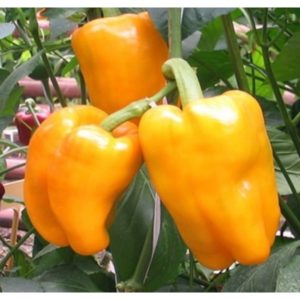 Features of the salad variety of Bugai pepper and the secrets of its proper cultivation