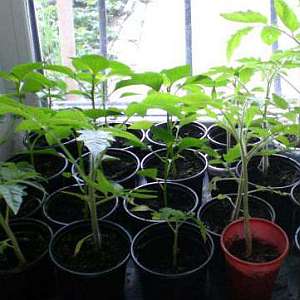 Features of the salad variety of Bugai pepper and the secrets of its proper cultivation