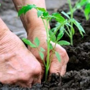Features of agricultural technology varieties Loving heart red