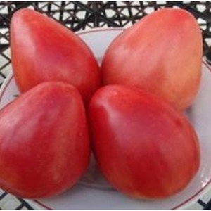 Features of agricultural technology varieties Loving heart red