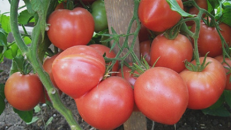 What is good about a tomato Raspberry empire and how to grow it yourself - a practical guide