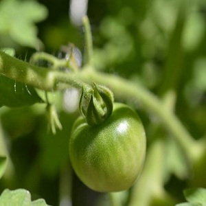 What is good about a tomato Raspberry empire and how to grow it yourself - a practical guide