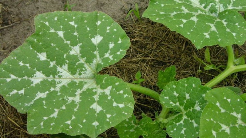 How to detect pumpkin diseases in time, effectively cure them and save your harvest