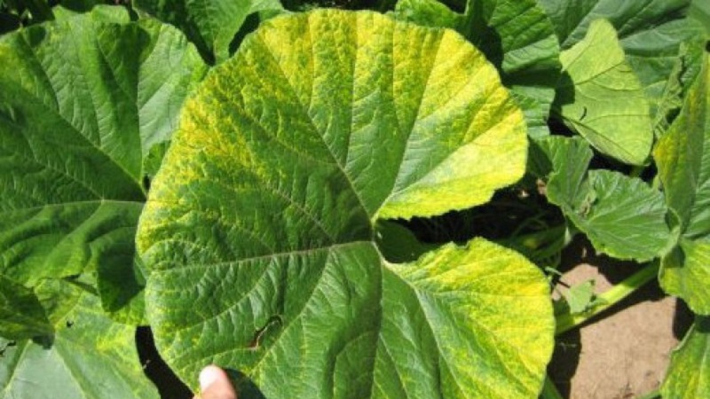 How to detect pumpkin diseases in time, effectively cure them and save your harvest