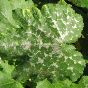 How to detect pumpkin diseases in time, effectively cure them and save your harvest