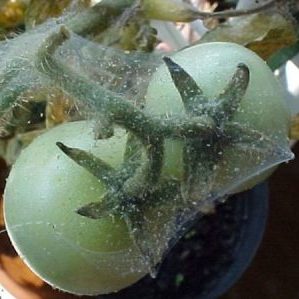 An unpretentious variety with an unusual color and unique taste - the Black Prince tomato and the peculiarities of its cultivation