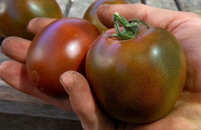 An unpretentious variety with an unusual color and unique taste - the Black Prince tomato and the peculiarities of its cultivation