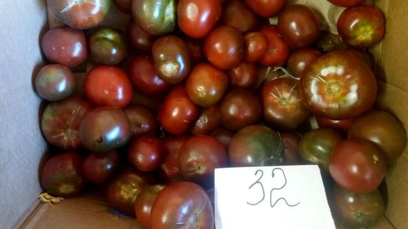 An unpretentious variety with an unusual color and unique taste - the Black Prince tomato and the peculiarities of its cultivation