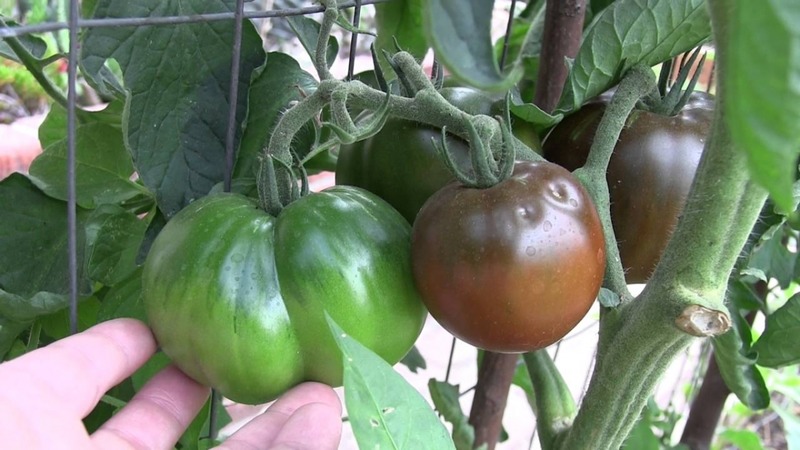 An unpretentious variety with an unusual color and unique taste - the Black Prince tomato and the peculiarities of its cultivation