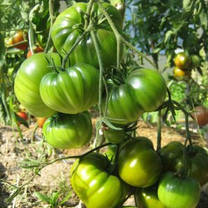 A variety with an exotic taste and amazing appearance - tomato Irish liqueur: we grow and surprise our neighbors