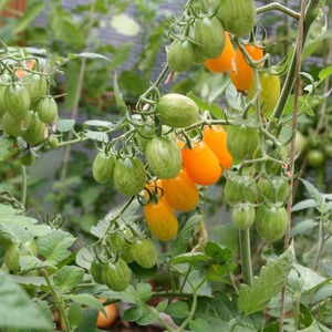 Adored by children and adults, a bright greenhouse hybrid with a fruity flavor - tomato Yellow date