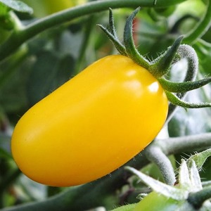 Adored by children and adults, a bright greenhouse hybrid with a fruity flavor - tomato Yellow date