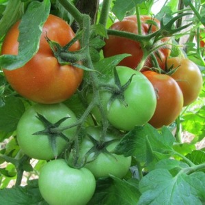 How to properly grow a tomato Maryina Roshcha: reviews, photos and the yield of an early ripe hybrid