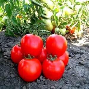 How to properly grow a tomato Maryina Roshcha: reviews, photos and the yield of an early ripe hybrid