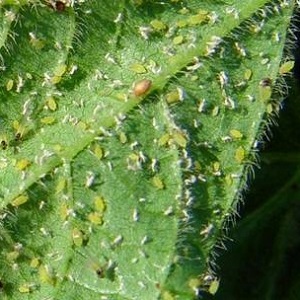 How to deal with melon aphids on cucumbers as quickly and efficiently as possible