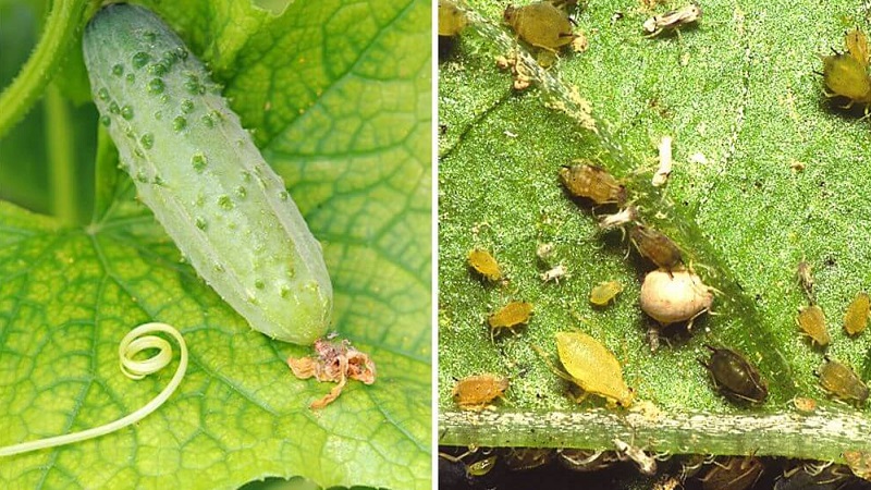 How to deal with melon aphids on cucumbers as quickly and efficiently as possible