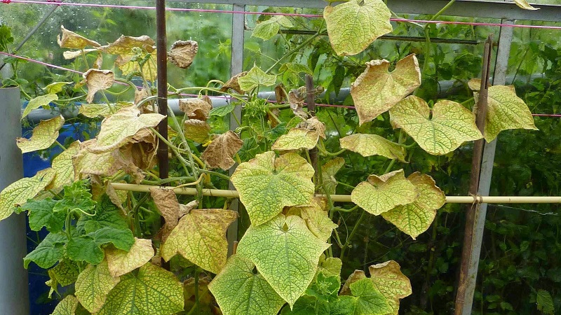 How to deal with melon aphids on cucumbers as quickly and efficiently as possible