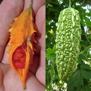 What is Momordica Charantia: an overview of an exotic vegetable, the stages of its cultivation and medicinal properties
