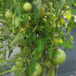 Why tomato is so loved and popular Gardener's dream: description of the variety and reviews of experienced summer residents