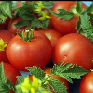 Why tomato is so loved and popular Gardener's dream: description of the variety and reviews of experienced summer residents