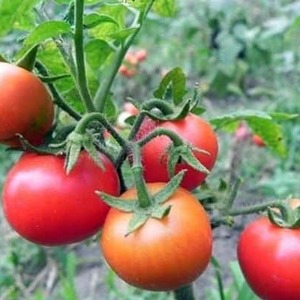 Why tomato is so loved and popular Gardener's dream: description of the variety and reviews of experienced summer residents