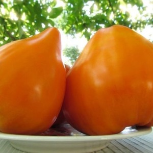 Giant Delicious Orange Fruit - Tomato Orange Strawberry