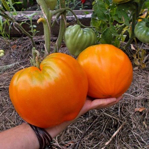 Giant Delicious Orange Fruit - Tomato Orange Strawberry