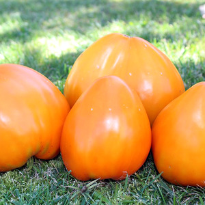 Giant Delicious Orange Fruit - Tomato Orange Strawberry
