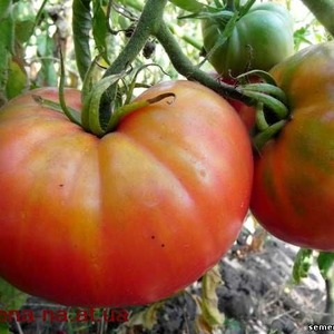 Fleshy and sweet fruits to your table - tomato Sugar pudovichok: characteristics and description of the variety