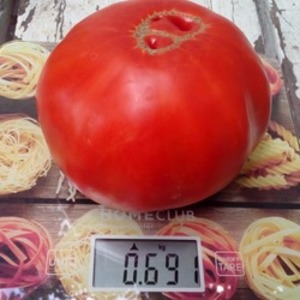 Fleshy and sweet fruits to your table - tomato Sugar pudovichok: characteristics and description of the variety