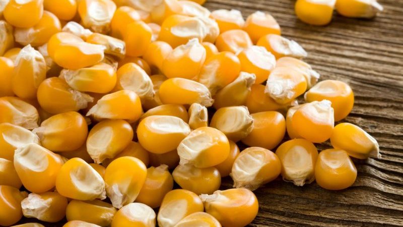 Where and how to store boiled corn correctly: different ways and terms of freshness