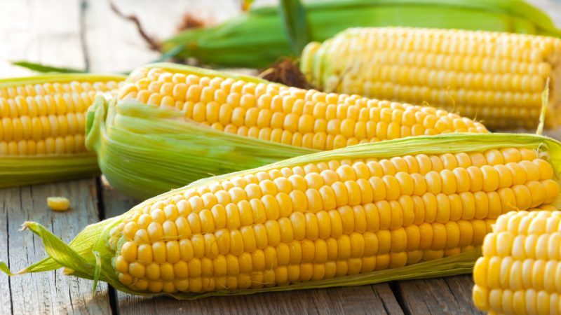 Where and how to store boiled corn correctly: different ways and terms of freshness