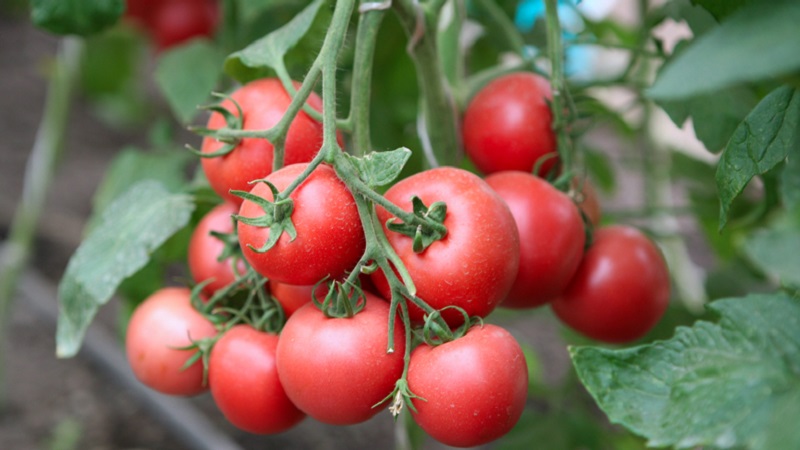 A unique hybrid with delicious fruits, as in the picture - a tomato A gift to a woman and the nuances of growing it