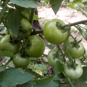 A unique hybrid with delicious fruits, as in the picture - a tomato A gift to a woman and the nuances of growing it