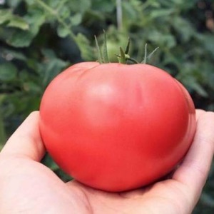 A unique hybrid with delicious fruits, as in the picture - a tomato A gift to a woman and the nuances of growing it