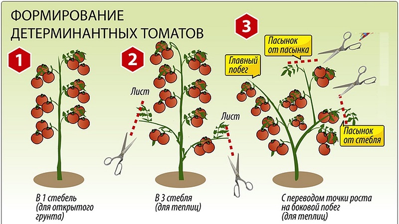 A new variety that managed to conquer the hearts of summer residents - the Big Mom tomato and the secrets of growing large fruits