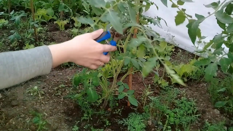 A new variety that managed to conquer the hearts of summer residents - the Big Mom tomato and the secrets of growing large fruits