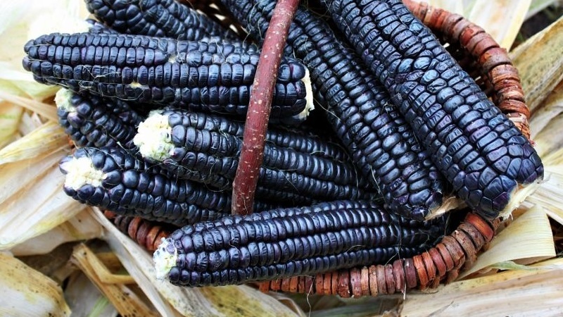 An exotic vegetable with an amazing look - black corn: properties, uses in cooking and traditional medicine